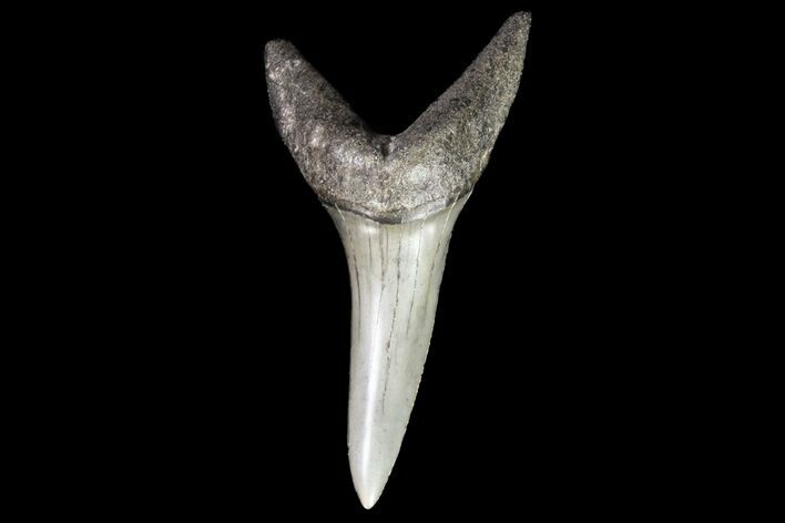 Fossil Shortfin Mako Shark Tooth - Georgia #75276